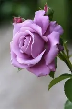 9552941cc647d425fba8cbad486b6612.webp