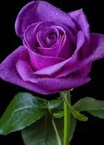 5fd22c58bc9a931014a247f71d85d9cb.webp