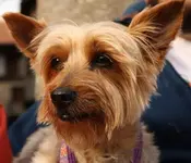 Lola.webp