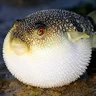 fugu