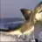 Sharkattack