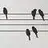 birdonthewire